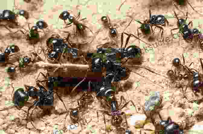 A Large Colony Of Ants Working Together To Build A Nest. Planet Of The Ants: The Hidden Worlds And Extraordinary Lives Of Earth S Tiny Conquerors
