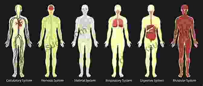 Diagram Of The Human Body's Organ Systems Flashcard Drill For Estheticians 1: Anatomy Systems Of The Body Organs