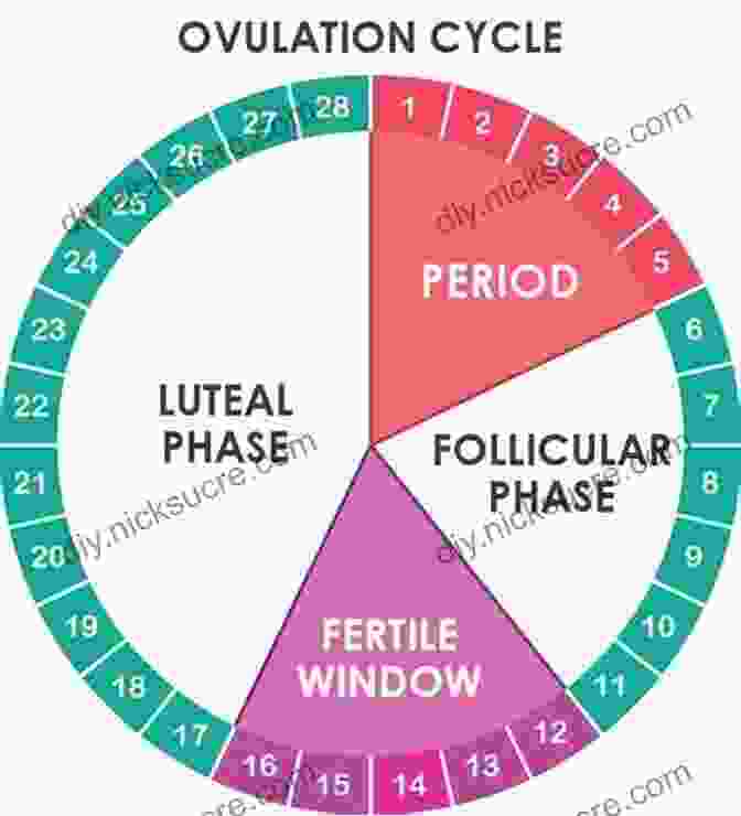 Ovulation Cycle How To Conceive Babies The Natural Way